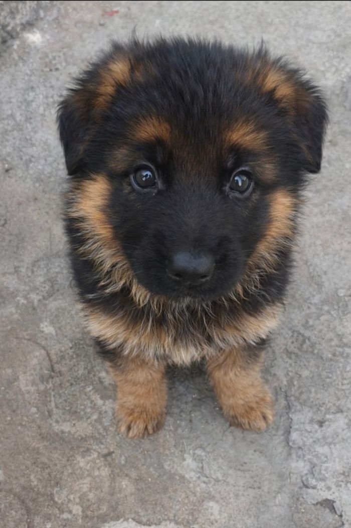 DogsIndia.com - GSD - Paavan Kennels