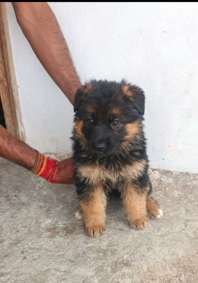 DogsIndia.com - GSD - Paavan Kennels