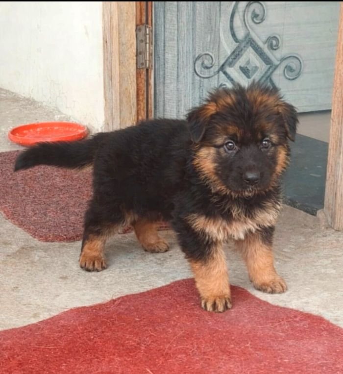 DogsIndia.com - GSD - Paavan Kennels