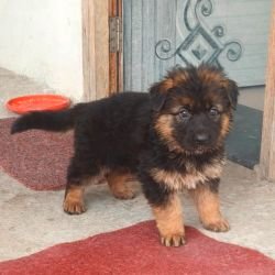 DogsIndia.com - GSD - Paavan Kennels