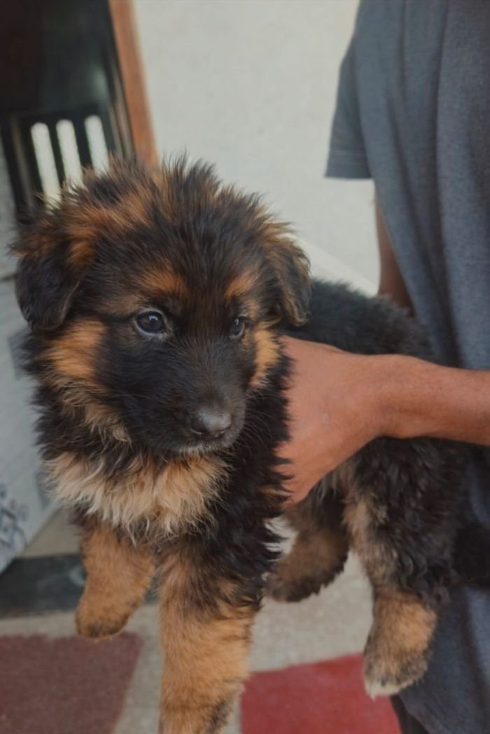 DogsIndia.com - GSD - Paavan Kennels