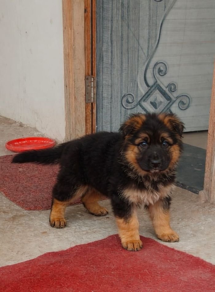 DogsIndia.com - GSD - Paavan Kennels