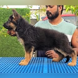 DogsIndia.com - GSD - Signaturestack Kennels - Arun Karthick