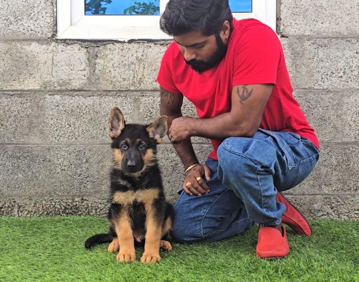 DogsIndia.com - GSD - Signaturestack Kennels - Arun Karthick