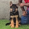 DogsIndia.com - GSD - Signaturestack Kennels - Arun Karthick