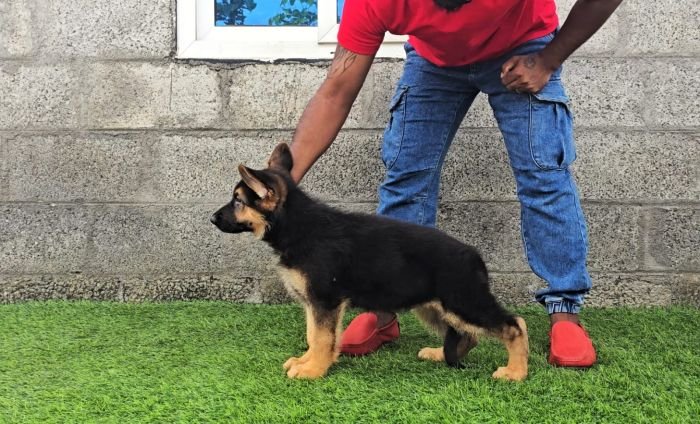 DogsIndia.com - GSD - Signaturestack Kennels - Arun Karthick