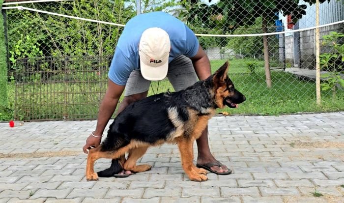DogsIndia.com - GSD - Signaturestack Kennels - Arun Karthick