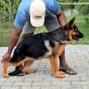 DogsIndia.com - GSD - Signaturestack Kennels - Arun Karthick