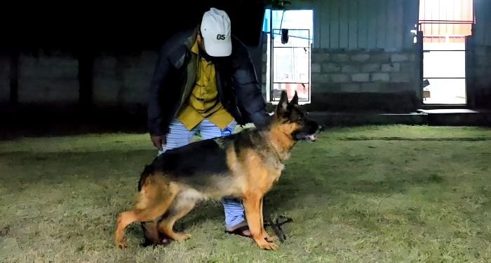 DogsIndia.com - GSD - Signaturestack Kennels - Arun Karthick