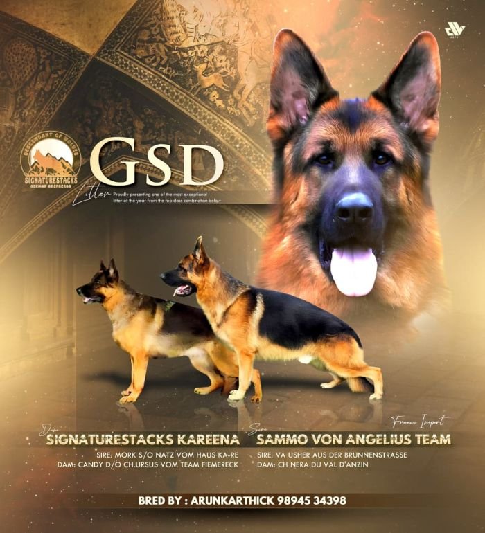 DogsIndia.com - GSD - Signaturestack Kennels - Arun Karthick