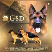 DogsIndia.com - GSD - Signaturestack Kennels - Arun Karthick