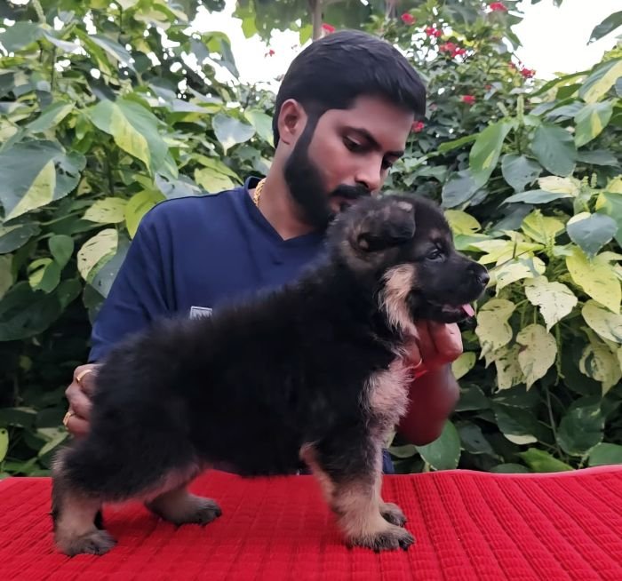 DogsIndia.com - GSD - Signaturestack Kennels - Arun Karthick