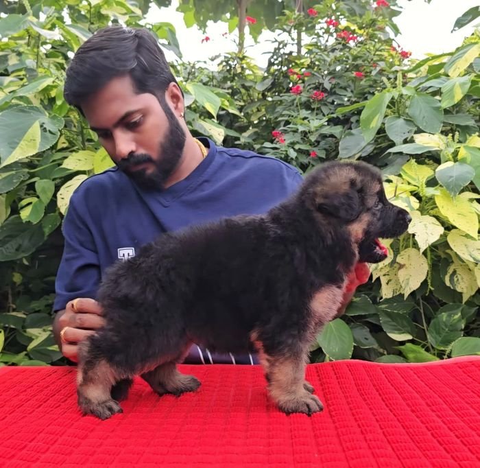 DogsIndia.com - GSD - Signaturestack Kennels - Arun Karthick