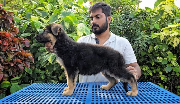 DogsIndia.com - GSD - Signaturestack Kennels - Arun Karthick