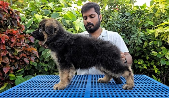 DogsIndia.com - GSD - Signaturestack Kennels - Arun Karthick