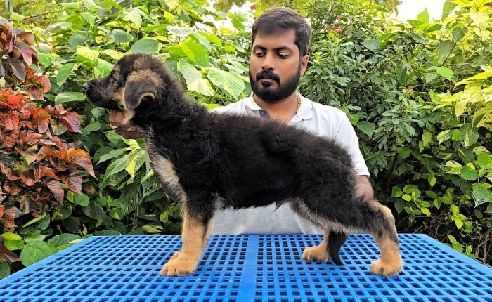 DogsIndia.com - GSD - Signaturestack Kennels - Arun Karthick
