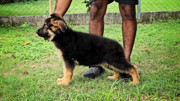DogsIndia.com - GSD - Signaturestack Kennels - Arun Karthick