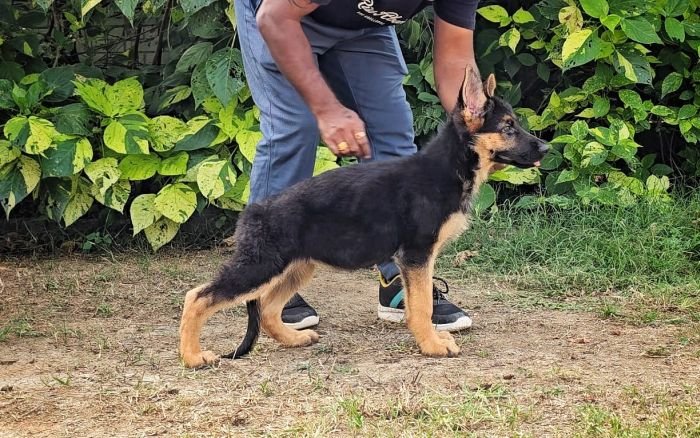 DogsIndia.com - GSD - Signaturestack Kennels - Arun Karthick