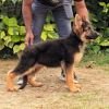 DogsIndia.com - GSD - Signaturestack Kennels - Arun Karthick