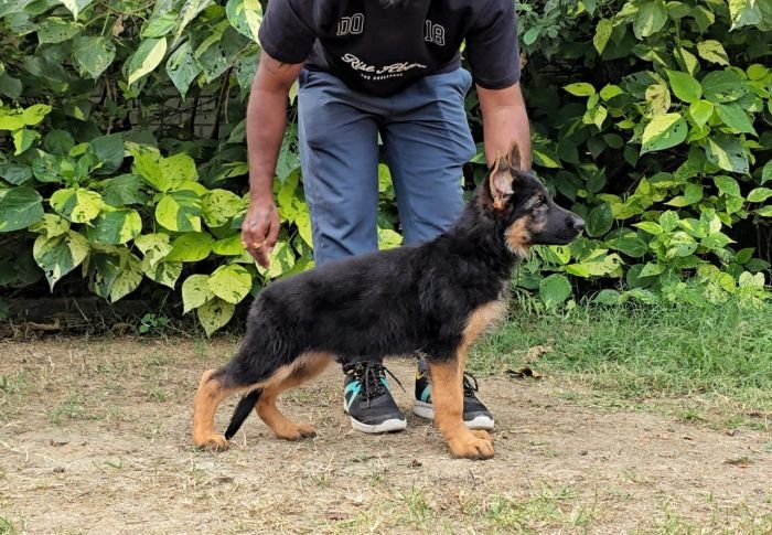 DogsIndia.com - GSD - Signaturestack Kennels - Arun Karthick