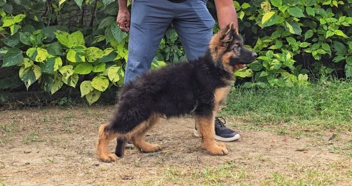 DogsIndia.com - GSD - Signaturestack Kennels - Arun Karthick
