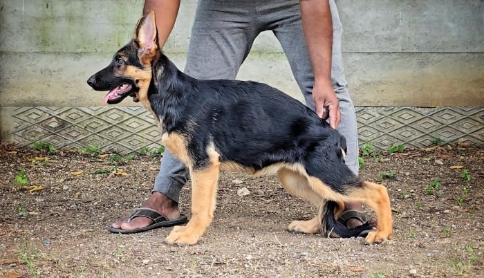 DogsIndia.com - GSD - Signaturestack Kennels - Arun Karthick