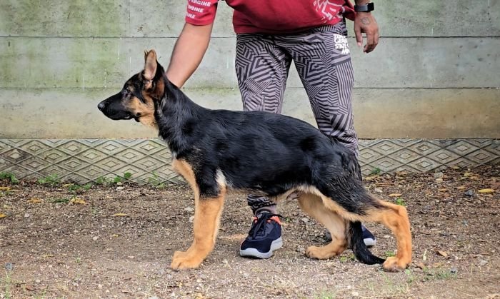 DogsIndia.com - GSD - Signaturestack Kennels - Arun Karthick