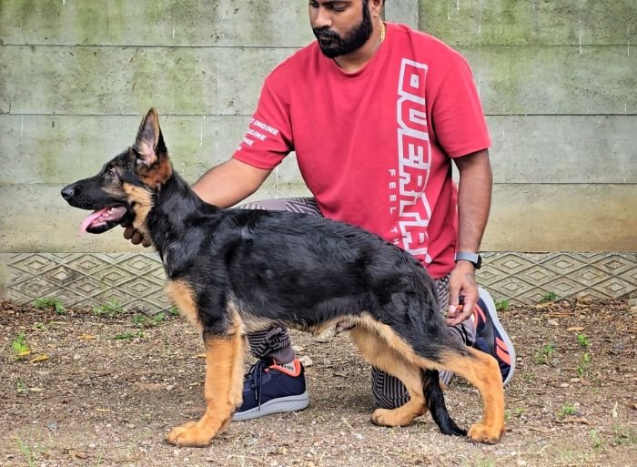 DogsIndia.com - GSD - Signaturestack Kennels - Arun Karthick