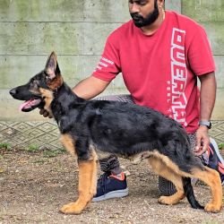 DogsIndia.com - GSD - Signaturestack Kennels - Arun Karthick