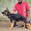 DogsIndia.com - GSD - Signaturestack Kennels - Arun Karthick