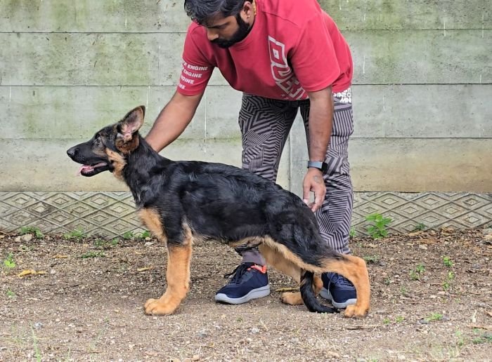 DogsIndia.com - GSD - Signaturestack Kennels - Arun Karthick
