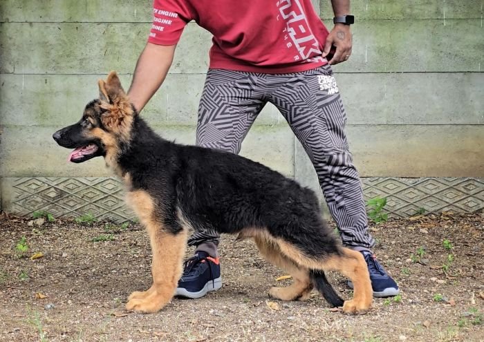 DogsIndia.com - GSD - Signaturestack Kennels - Arun Karthick