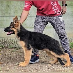 DogsIndia.com - GSD - Signaturestack Kennels - Arun Karthick