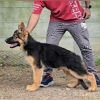 DogsIndia.com - GSD - Signaturestack Kennels - Arun Karthick
