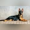 DogsIndia.com - GSD - Signaturestack Kennels - Arun Karthick
