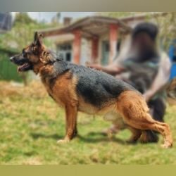 DogsIndia.com  GSD  Vasanth