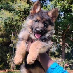 DogsIndia.com - GSD - Vasanth