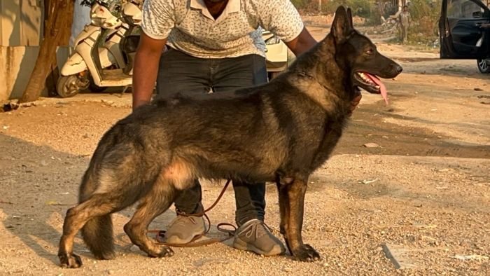 DogsIndia.com - Working GSDs - Meena Kennel