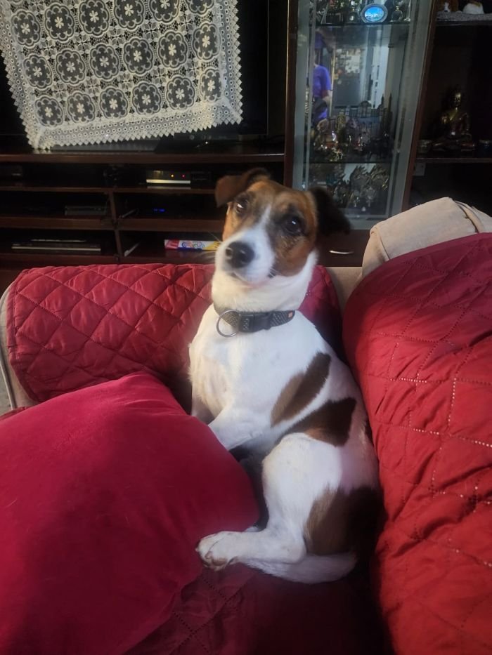 DogsIndia.com - Jack Russell Terrier - Antony