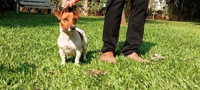 DogsIndia.com - Jack Russell Terrier - Antony
