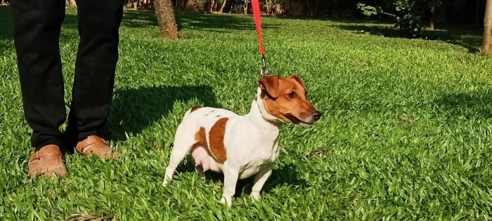 DogsIndia.com - Jack Russell Terrier - Antony