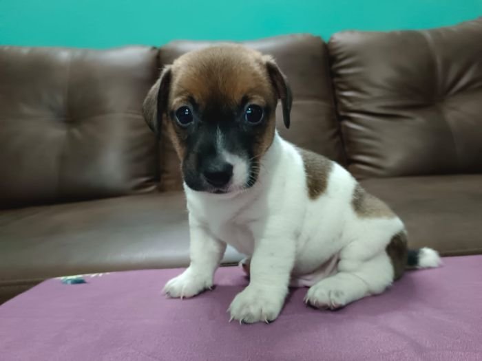 DogsIndia.com - Jack Russell Terrier - Antony