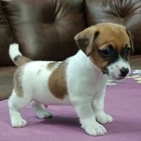 DogsIndia.com - Jack Russell Terrier - Antony