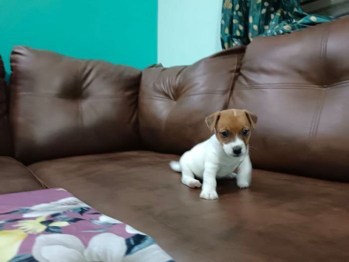DogsIndia.com - Jack Russell Terrier - Antony