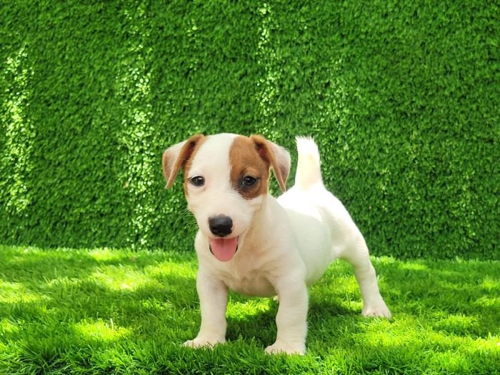 DogsIndia.com - Jack Russell Terrier - Crossfields