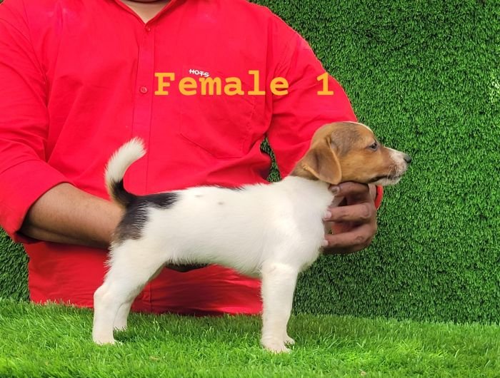 DogsIndia.com - Jack Russell Terrier - Crossfields