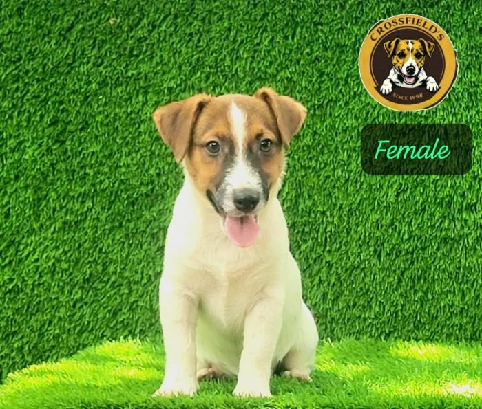 DogsIndia.com Jack Russell Terrier Crossfields