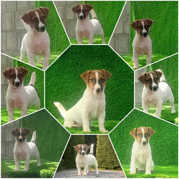 DogsIndia.com Jack Russell Terrier Crossfields