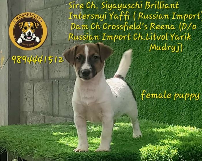 DogsIndia.com Jack Russell Terrier Crossfields