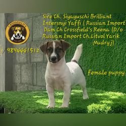 DogsIndia.com Jack Russell Terrier Crossfields